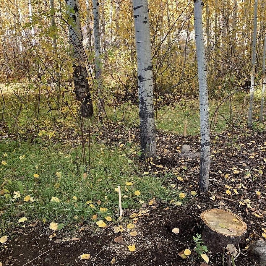 Young aspens on a seeding trial plot at Rotary Park