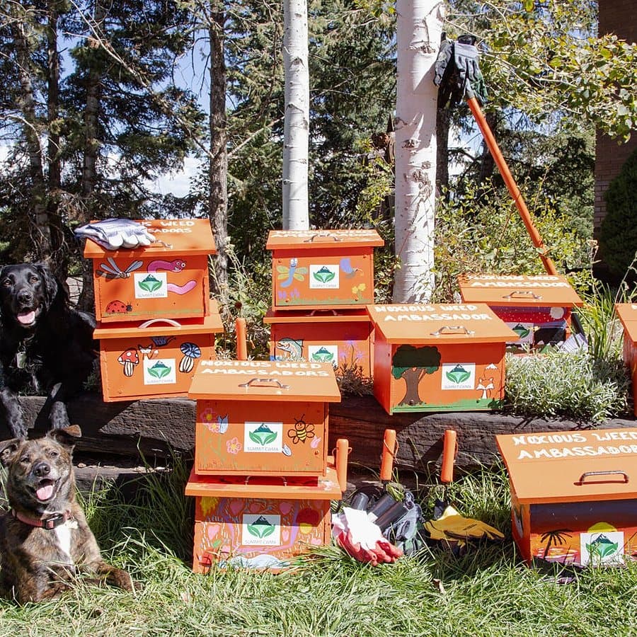 Ambassador collection boxes stacked at a trailhead with two dogs