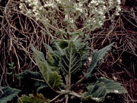 Mediterranean Sage in the field
