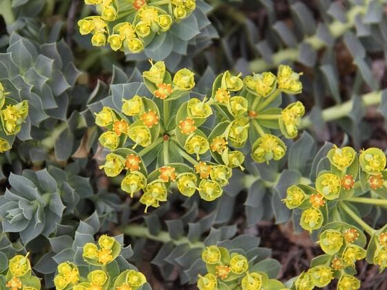 Myrtle Spurge in the field