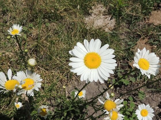 Oxeye Daisy in the field