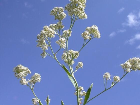Perennial Pepperweed in the field