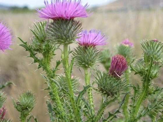 Plumeless Thistle in the field