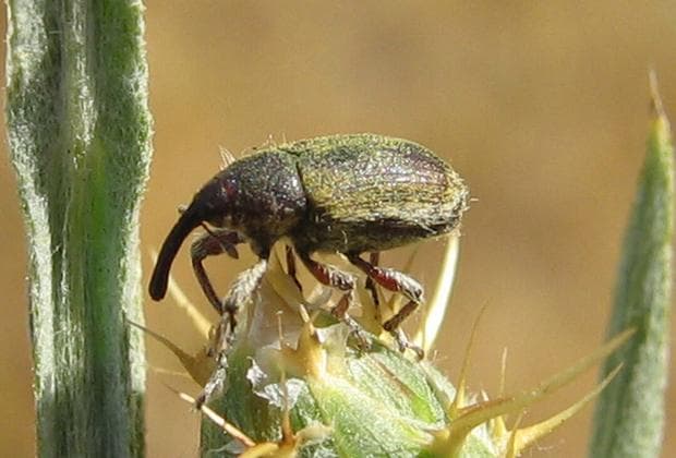 A yellow starthistle weevil on a seed head