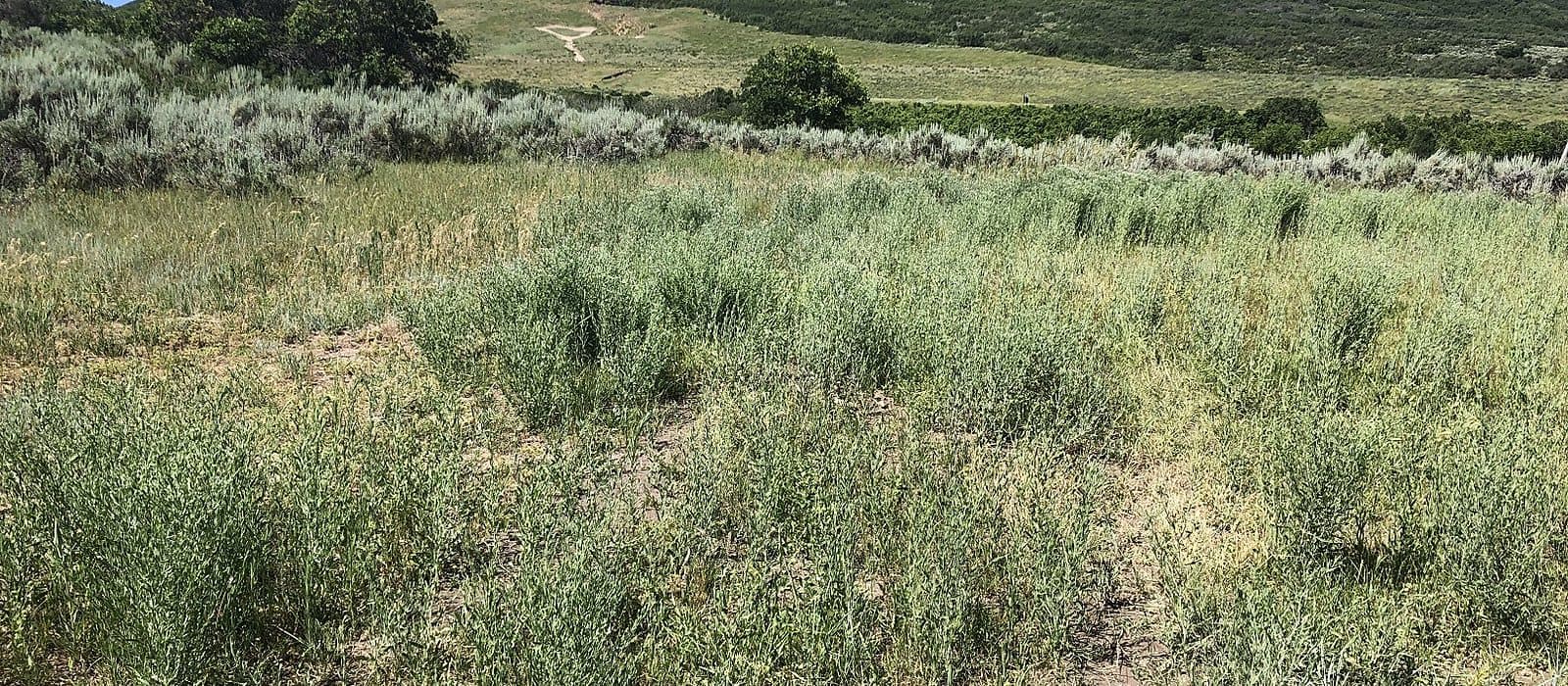 A Russian knapweed patch spreading across a green hillside