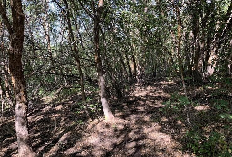 The same aspen stand cleared in 2019