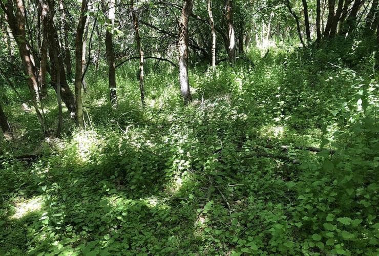 Dense garlic mustard understory in 2018