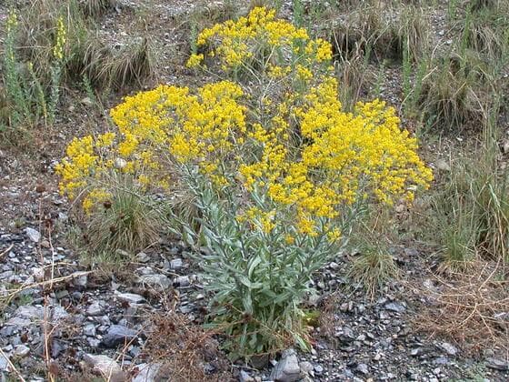 Dyers Woad in the field