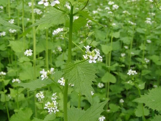 Garlic Mustard in the field