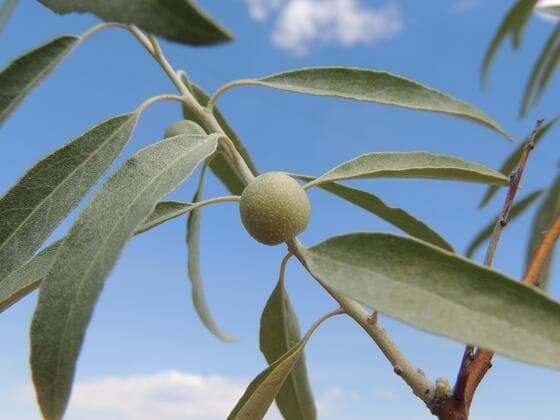 Russian Olive in the field