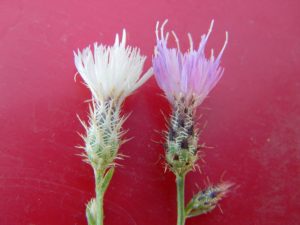 Diffuse Knapweed