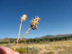 Larinus Minutus plant