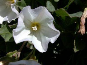 Field Bindweed flower