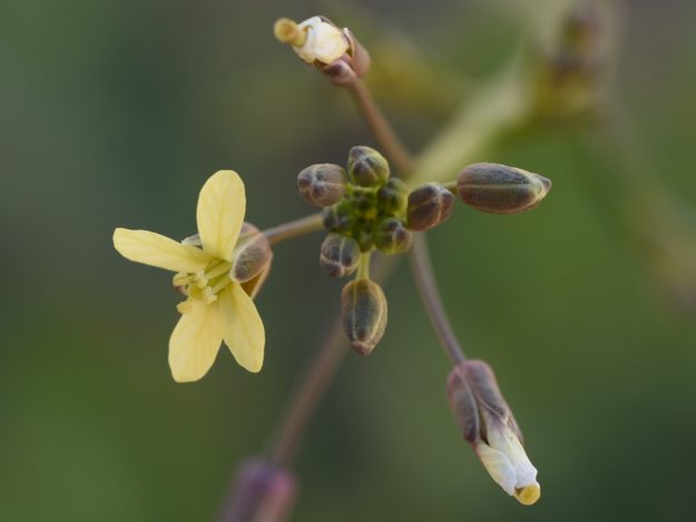 African Mustard Flower