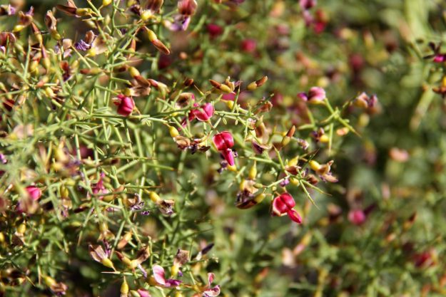 Camelthorn Plant
