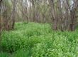 Garlic mustard infestation