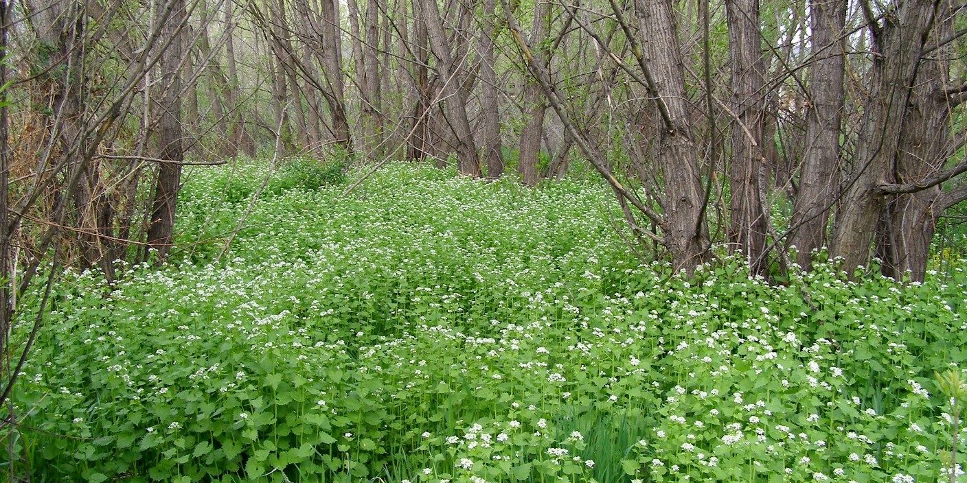 Garlic mustard infestation