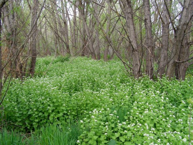 Garlic mustard infestation