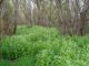 Garlic mustard infestation