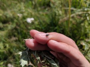 Hadroplontus litura