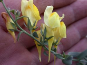 Dalmatian Toadflax