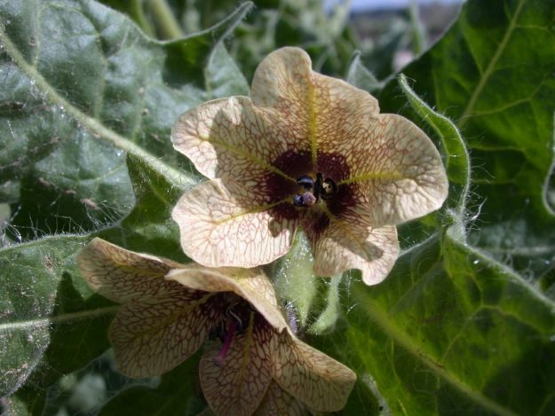 Black Henbane