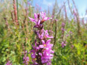 Purple Loosestrife plant