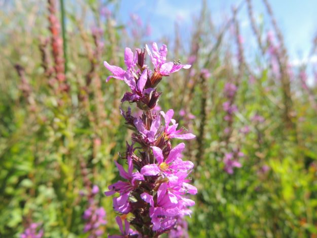 Purple Loosestrife plant