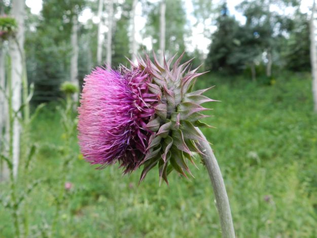 Musk Thistle
