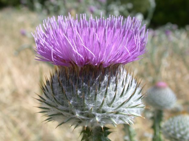Scotch Thistle