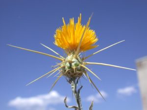 Yellowstar thistle