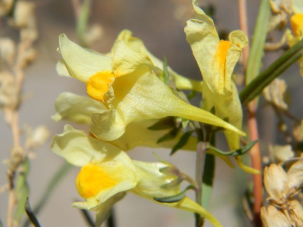 Yellow Toadflax plant