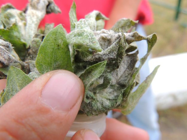 Jaapiella invannikovi