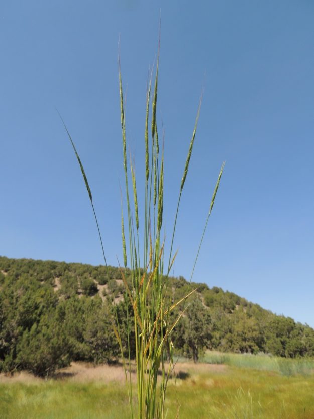 Jointed Goatgrass