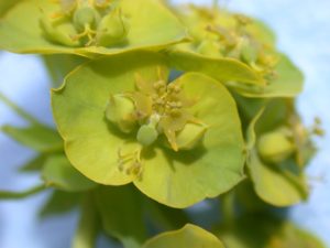 Leafy Spurge