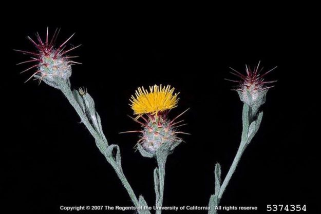 Malta starthistle
