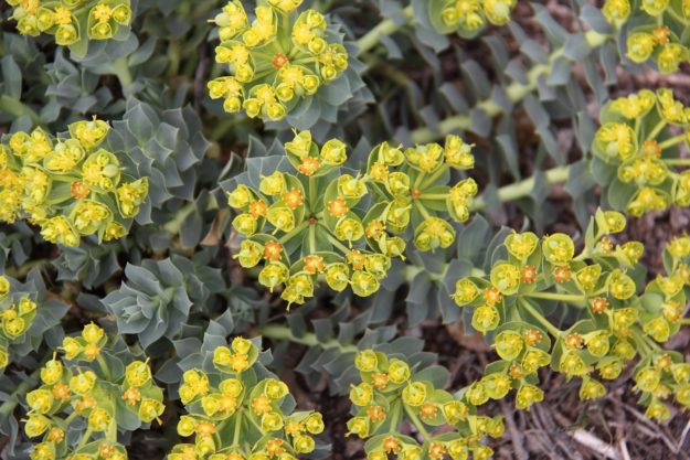Myrtle Spurge Flowering