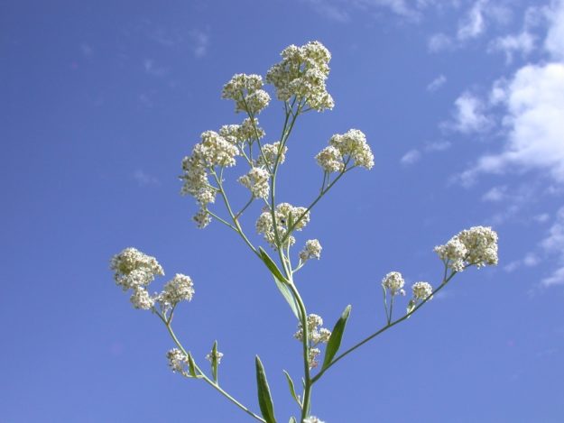 Perennial Pepperweed