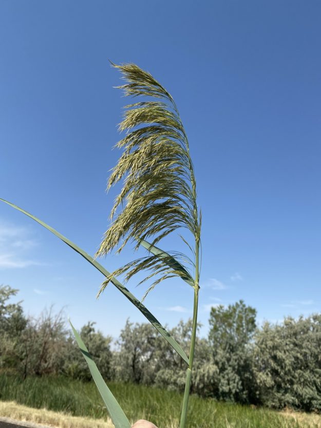 Phragmites