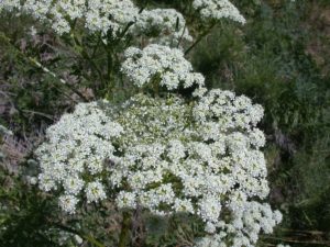 Poison Hemlock