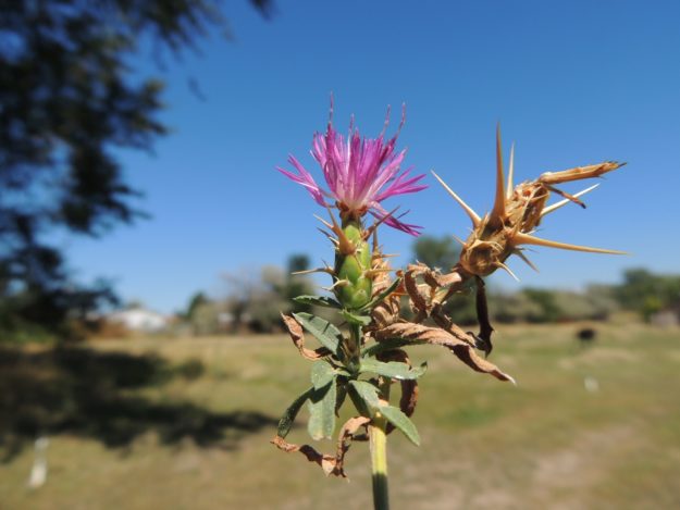Purple starthistle plant