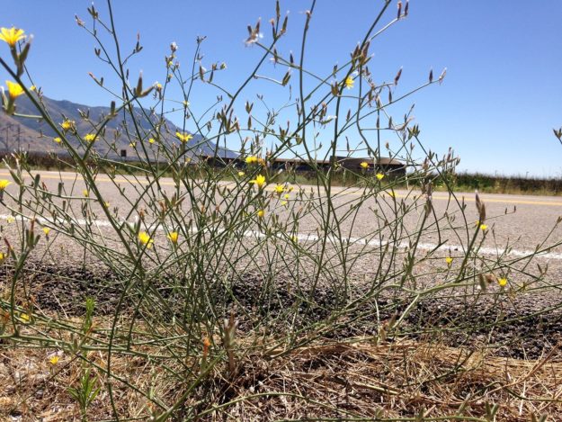 Rush Skeletonweed plant
