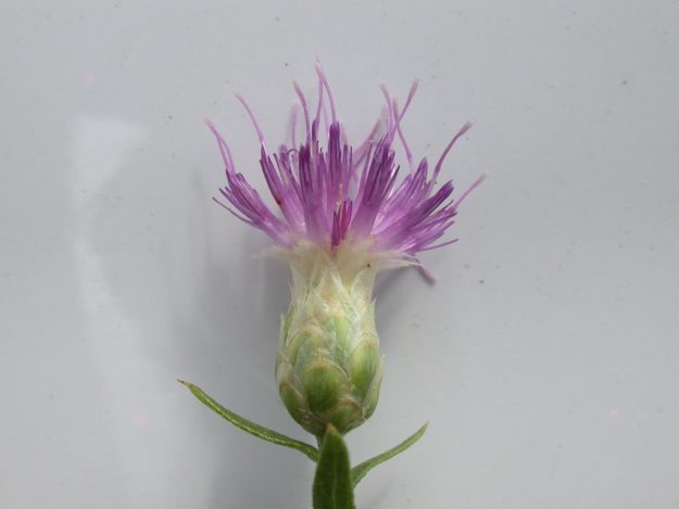 Russian Knapweed