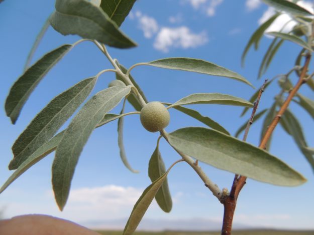 Russian Olive plant