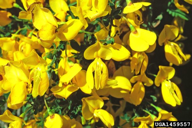 Scotch Broom