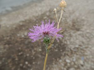 Spotted Knapweed plant