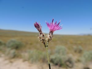 Squarrose Knapweed plant