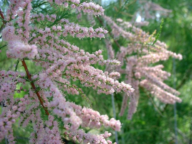 saltcedar