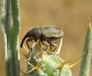 starthistle weevil