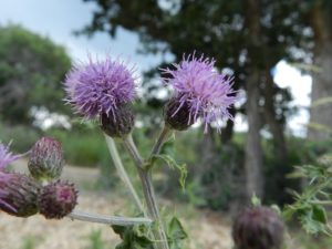 Canada thistle plant up close
